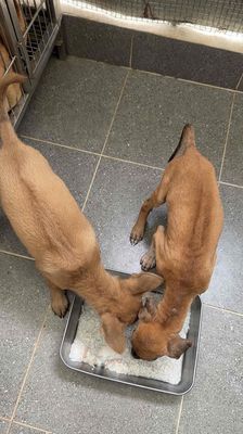 Chó Phú Quốc Vàng Đực