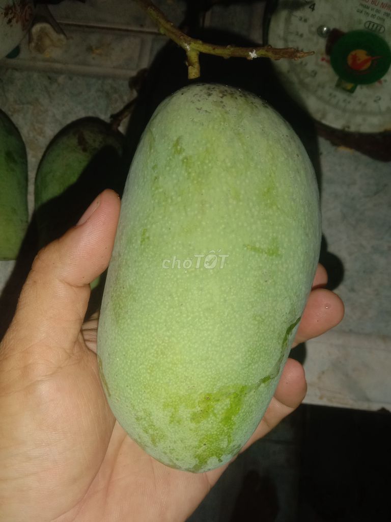 Xoài Thanh ca. Mua bán Đồ ăn, thực phẩm và các loại khác tại Huyện Phong Điền Cần Thơ được đăng bởi Trung hình 1