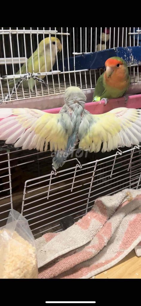 lovebirds pied dễ thương đầu có hình trái tim