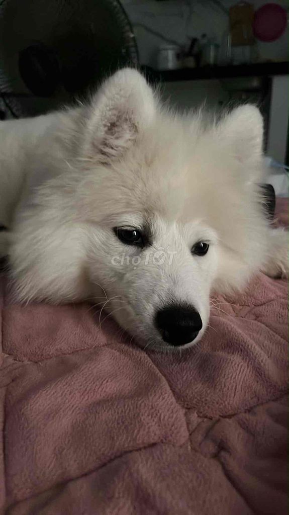Chó Samoyed trắng. Mua bán Chó tại Quận Bắc Từ Liêm Hà Nội được đăng bởi nguyễn duy hải hình 1