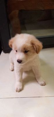 chó golde f1 trắng nâu