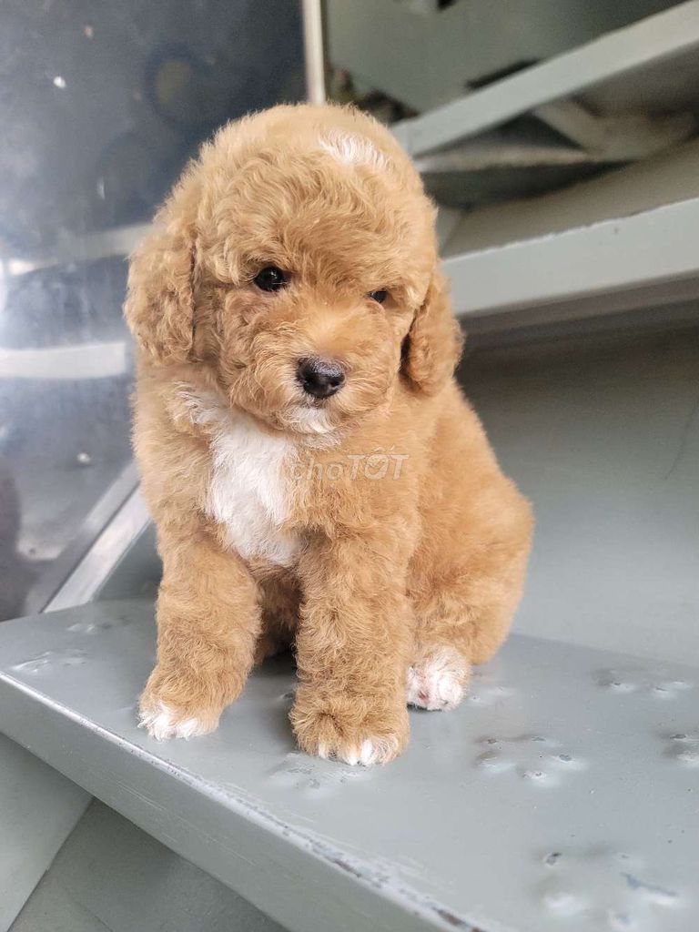 Chó Poodle Tini Toy Nâu Cả hai. Mua bán Chó tại Quận 7 Tp Hồ Chí Minh được đăng bởi hằng trại chó alaska husky  hình 1