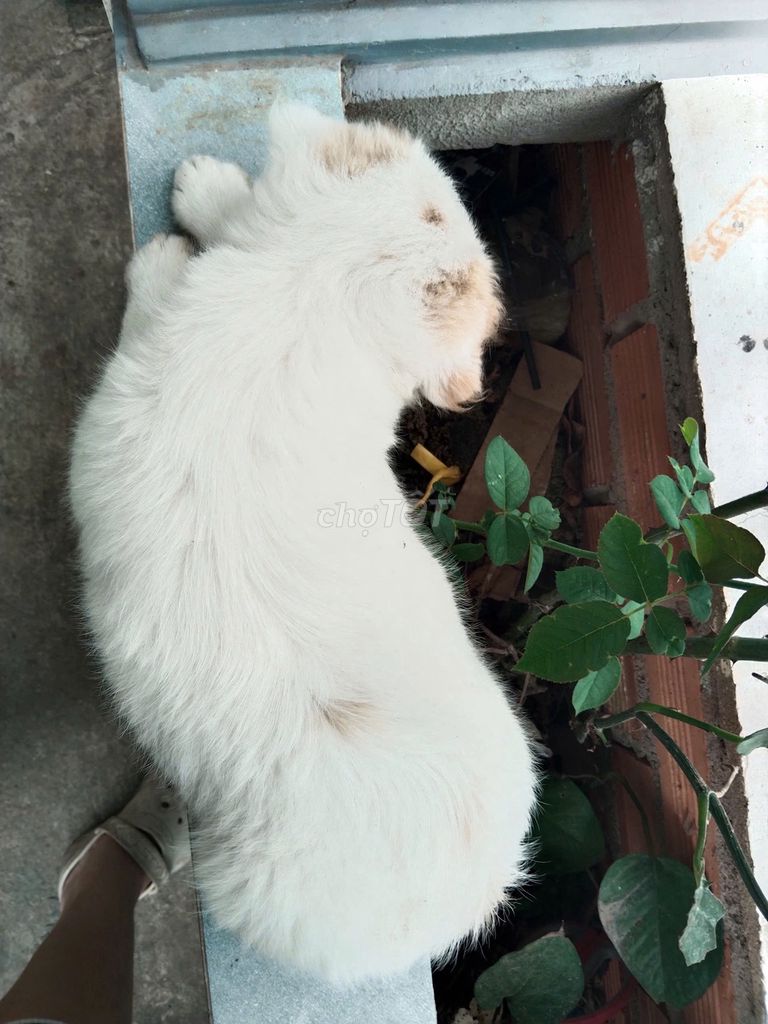 Chó Lai Nhật Poodle Cái Trắng 2 tháng. Mua bán Chó tại Huyện Củ Chi Tp Hồ Chí Minh được đăng bởi An An hình 1