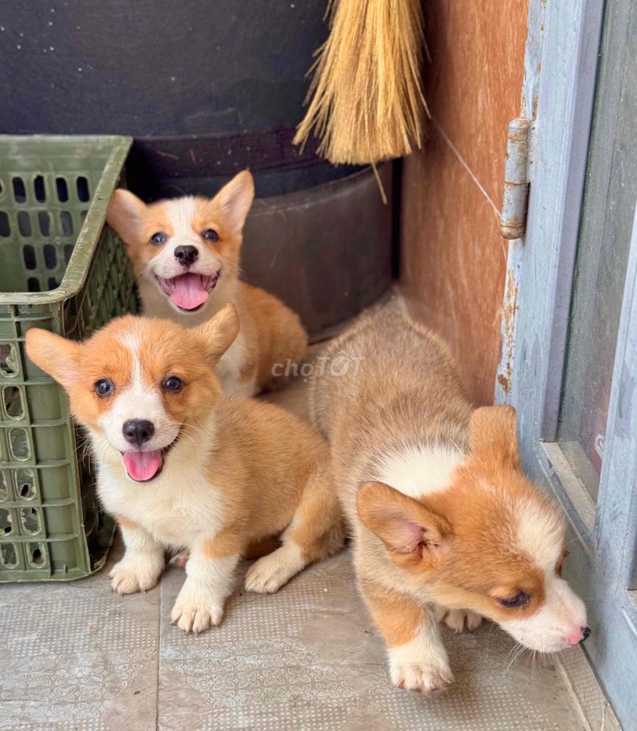 corgi mông bự đẹp. Mua bán Chó tại Quận Cẩm Lệ Đà Nẵng được đăng bởi Anh Pet Shop hình 4