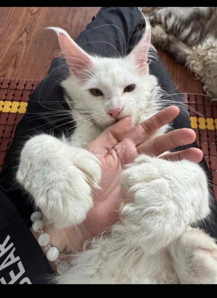 Mèo Maine Coon đực Trắng. Mua bán Mèo tại Quận Bình Tân Tp Hồ Chí Minh được đăng bởi Em Mi hình 1
