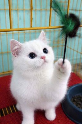 Mèo Golden Point cái 6 tháng tuổi