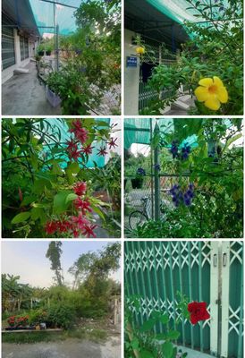 Cho thuê - www.nhathuelx.site. Du lịch tại Thành phố Long Xuyên An Giang được đăng bởi Thanh Nhã