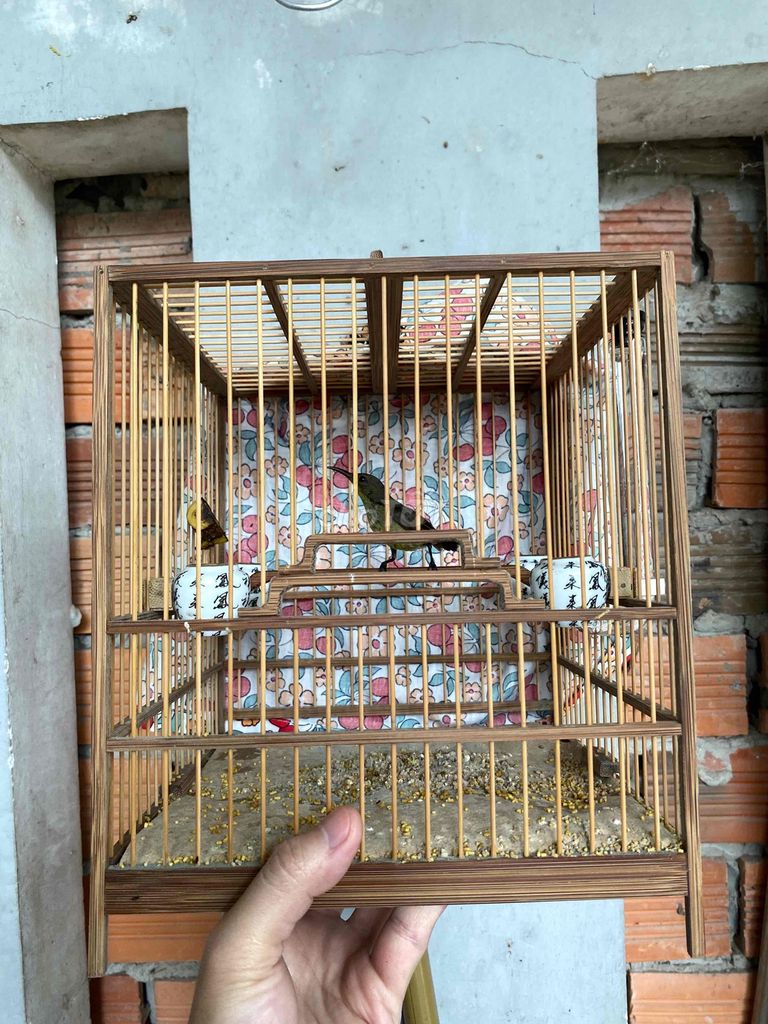 Cả bộ chim và lồng áo cầu cóng. Mua bán Chim tại Quận Ninh Kiều Cần Thơ được đăng bởi An hình 1