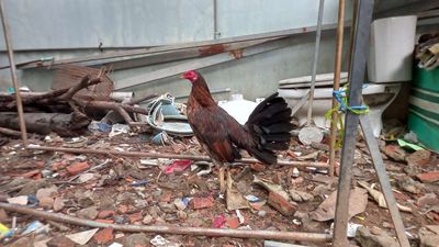 Cu ban Mái lại trạng 1k5. Mua bán Gà tại Huyện Bình Chánh Tp Hồ Chí Minh được đăng bởi Hải Nguyên 