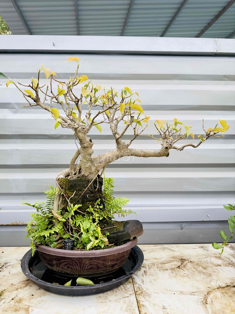 Lâm Vồ mini. Mua bán Cây cảnh, đồ trang trí tại Thị xã Phú Mỹ Bà Rịa - Vũng Tàu được đăng bởi Ghiền Bonsai hình 1