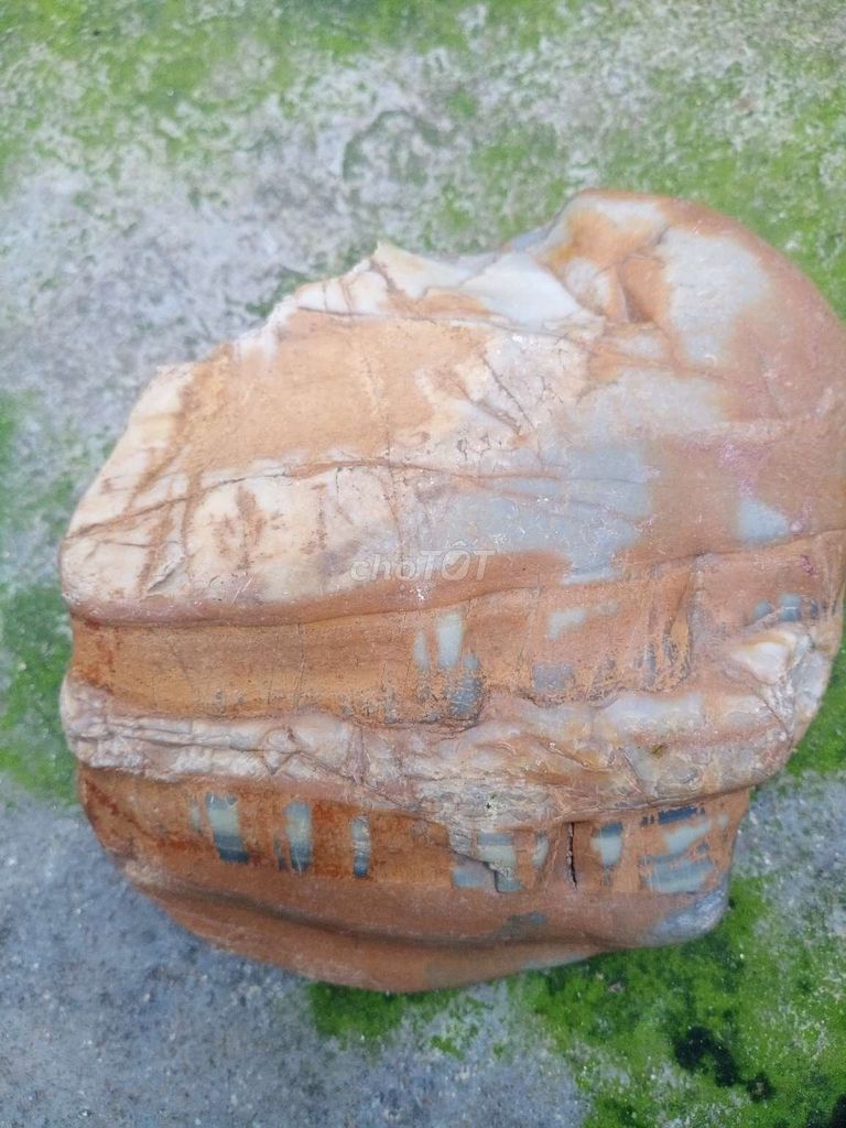 Hóa thạch Đá Nâu Xám