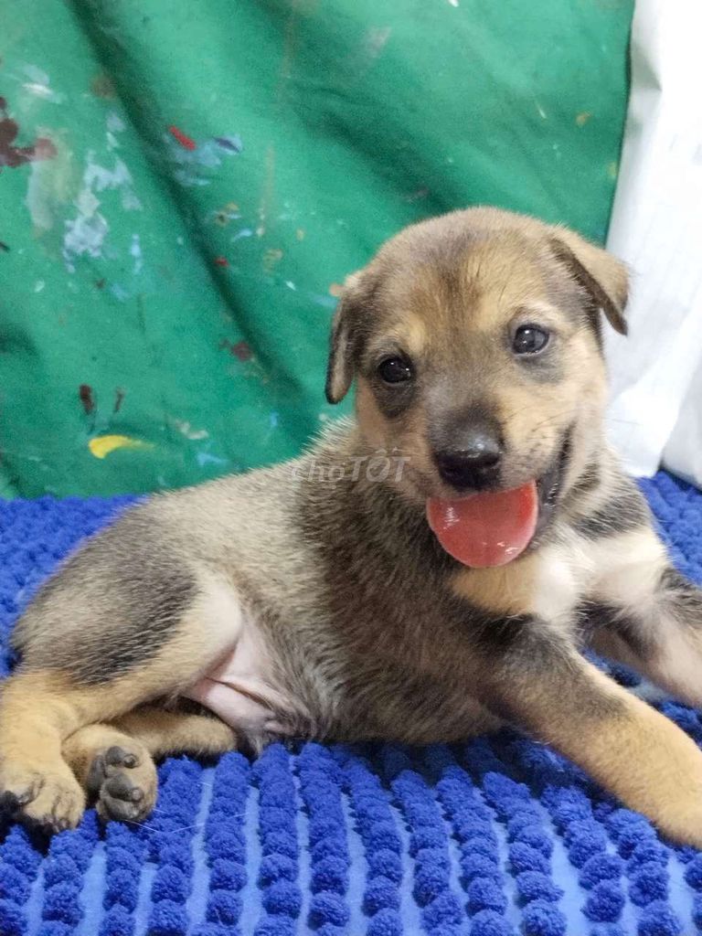 Chó Becgie đực sủa to canh nhà giỏi . Mua bán Chó tại Quận Bình Tân Tp Hồ Chí Minh được đăng bởi Nguyễn Hằng hình 1