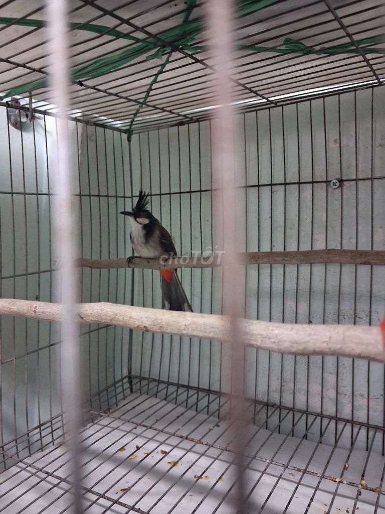 Chim chào bẫy. Mua bán Chim tại Quận 12 Tp Hồ Chí Minh được đăng bởi Luu Bình hình 1