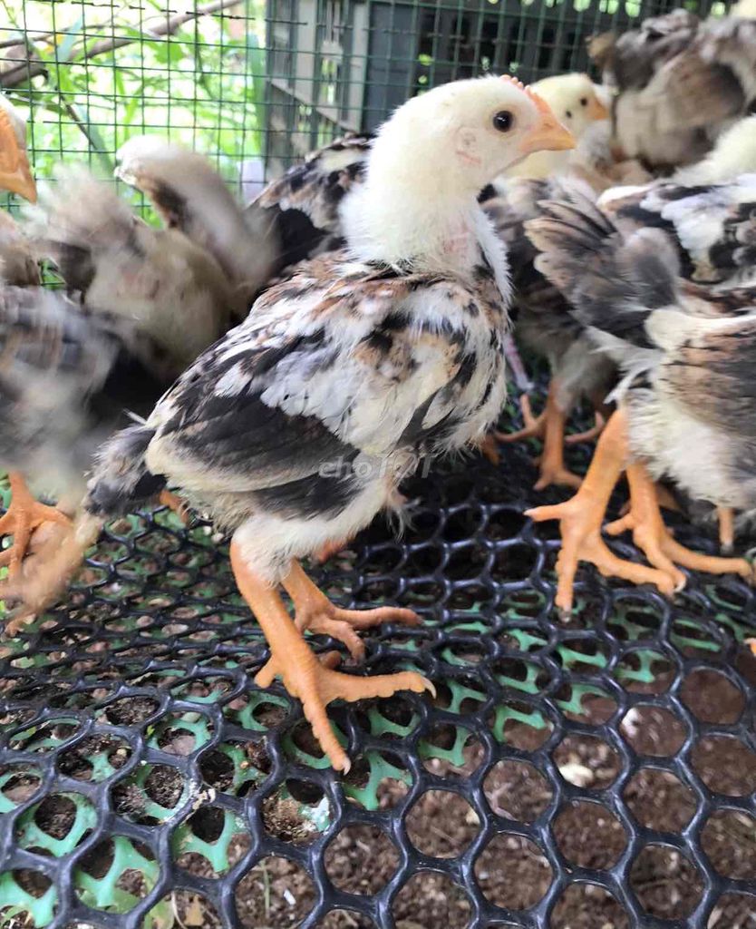 Gà ta thả vườn 3 & 4 tuần tuổi. Mua bán Gà tại Thành phố Thủ Đức Tp Hồ Chí Minh được đăng bởi NGUYEN THIEN hình 1