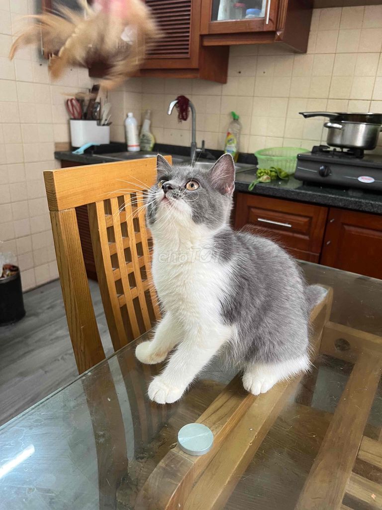 bé bi đực 3th mèo nhà đẻ