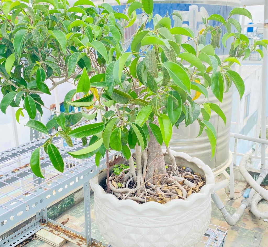 Tiểu Cổ Thụ Dáng Đa Thiên Nhiên, Góc Nhỏ Khu Vườn. Mua bán Cây cảnh, đồ trang trí tại Quận Tân Phú Tp Hồ Chí Minh được đăng bởi Nguyễn Hoàng hình 1