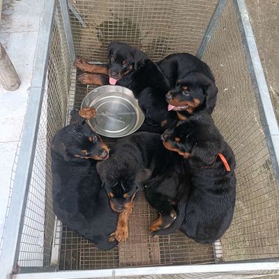 Xuất bây rottweiler khủng hậu duệ Pruno. Mua bán Chó tại Huyện Bình Chánh Tp Hồ Chí Minh được đăng bởi Anh nông dân da đen
