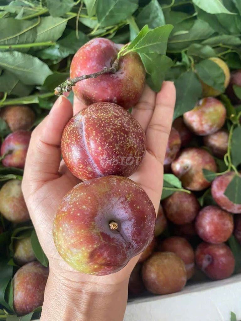 Mận size 30  quả  1kg  .  Thùng  10kg  235k. Mua bán Đồ ăn, thực phẩm và các loại khác tại Quận Gò Vấp Tp Hồ Chí Minh được đăng bởi shop trái cây sạch hình 1
