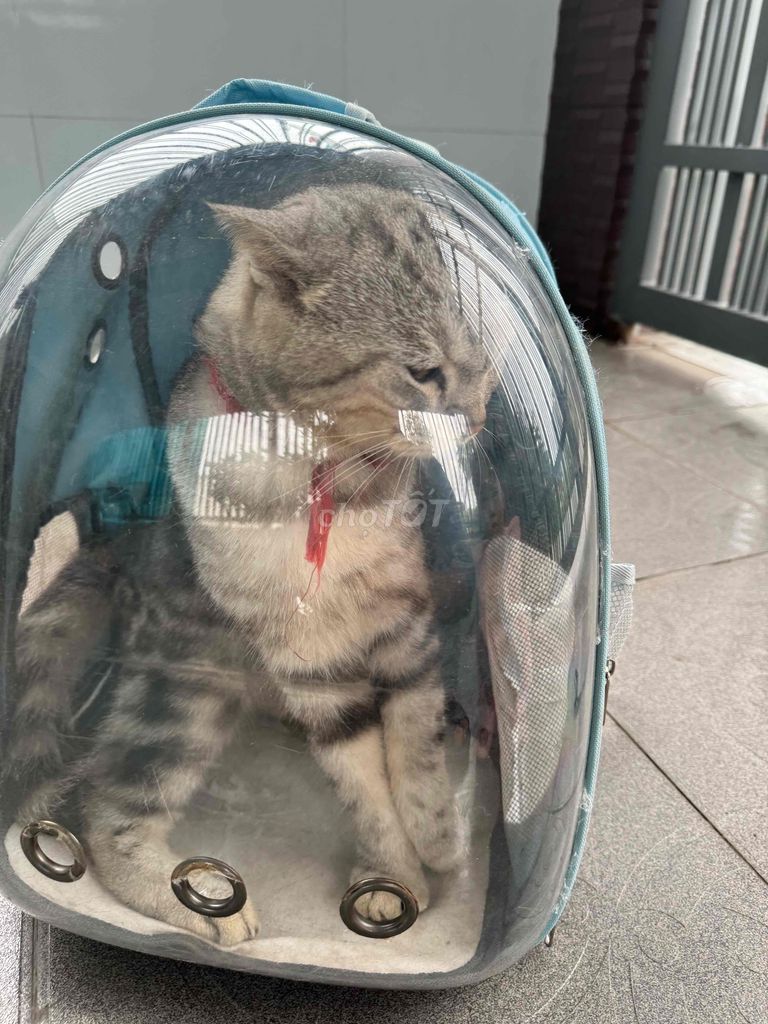 nhà cần bán mèo