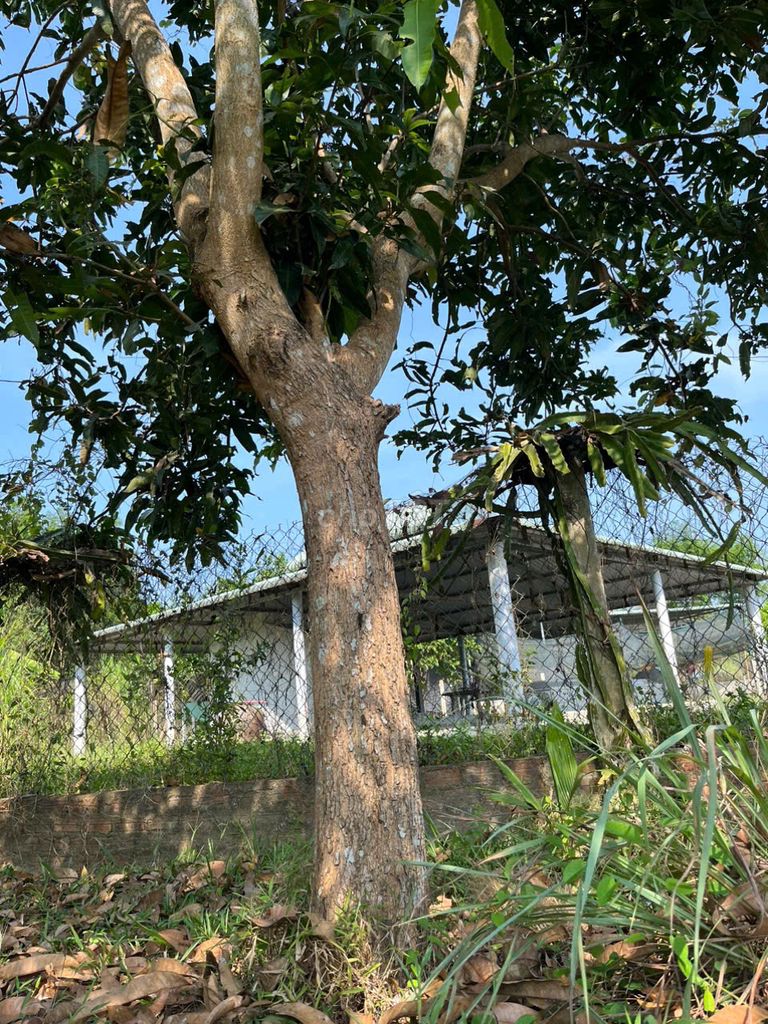 Bán 3 cây Xoài đã cho quả nhiều năm. Mua bán Cây cảnh, đồ trang trí tại Huyện Thăng Bình Quảng Nam được đăng bởi Quốc hình 1