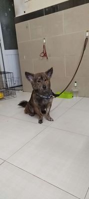 Chó Cỏ lai đực 1 tuổi rưỡi