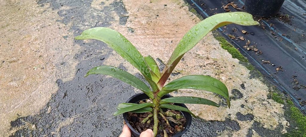 Phong lan Đai trâu Nhỡ Nhiều màu. Mua bán Cây cảnh, đồ trang trí tại Thành phố Bến Tre Bến Tre được đăng bởi Nguyễn Minh Hoàng  hình 1