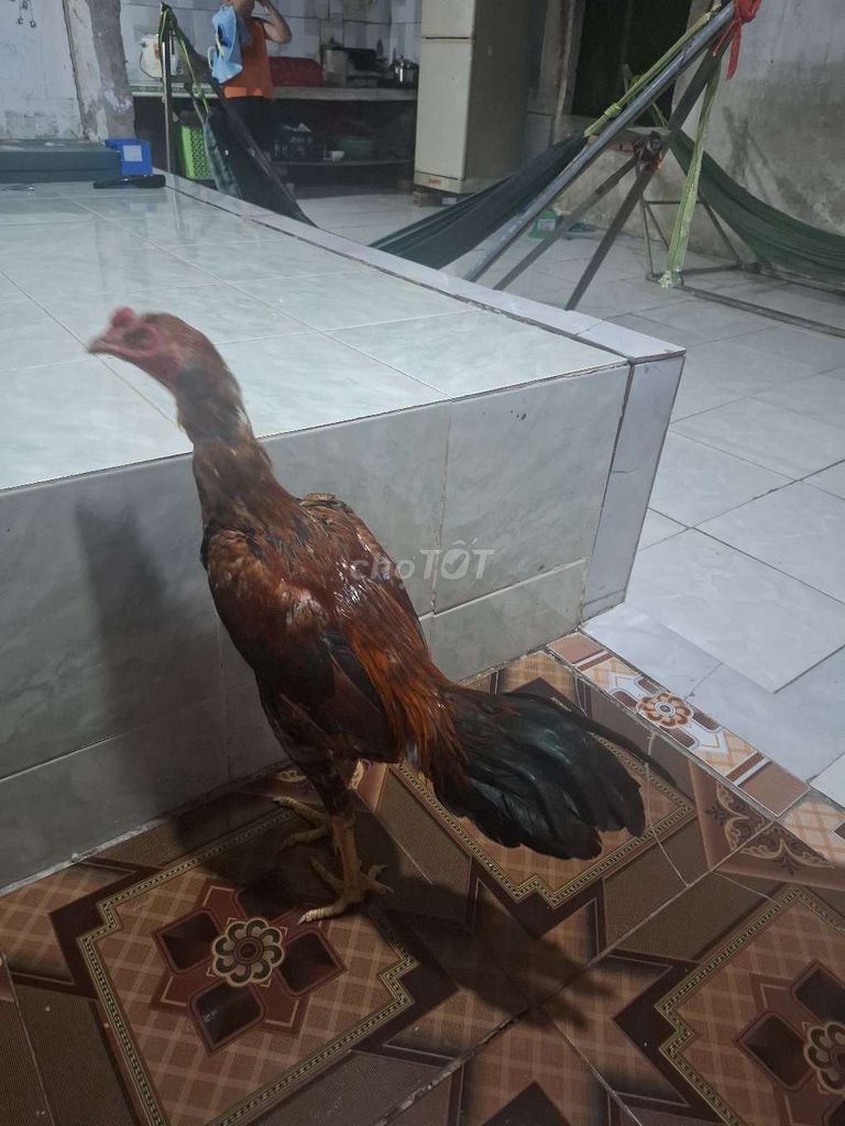Gà Ấn Độ lai 6 tháng Nâu. Mua bán Gà tại Huyện Châu Thành A Hậu Giang được đăng bởi Le huynh hình 1