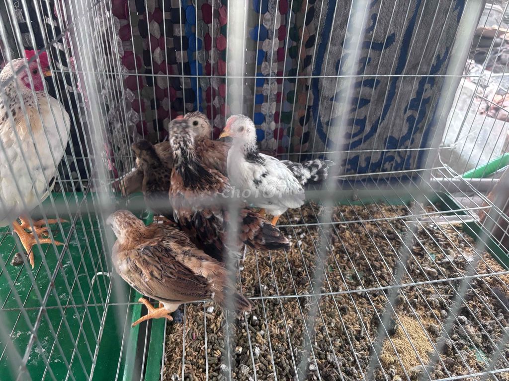 Gà mái tre Bắc tơ Cái Khỏe mạnh. Mua bán Gà tại Huyện Châu Đức Bà Rịa - Vũng Tàu được đăng bởi Ân hình 1
