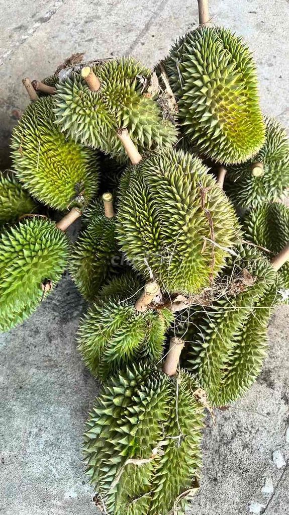 Sầu riêng Sáu Hữu chín rụng nhà vườn. Mua bán Đồ ăn, thực phẩm và các loại khác tại Thành phố Biên Hòa Đồng Nai được đăng bởi Dương Trần Xuân Ái hình 1