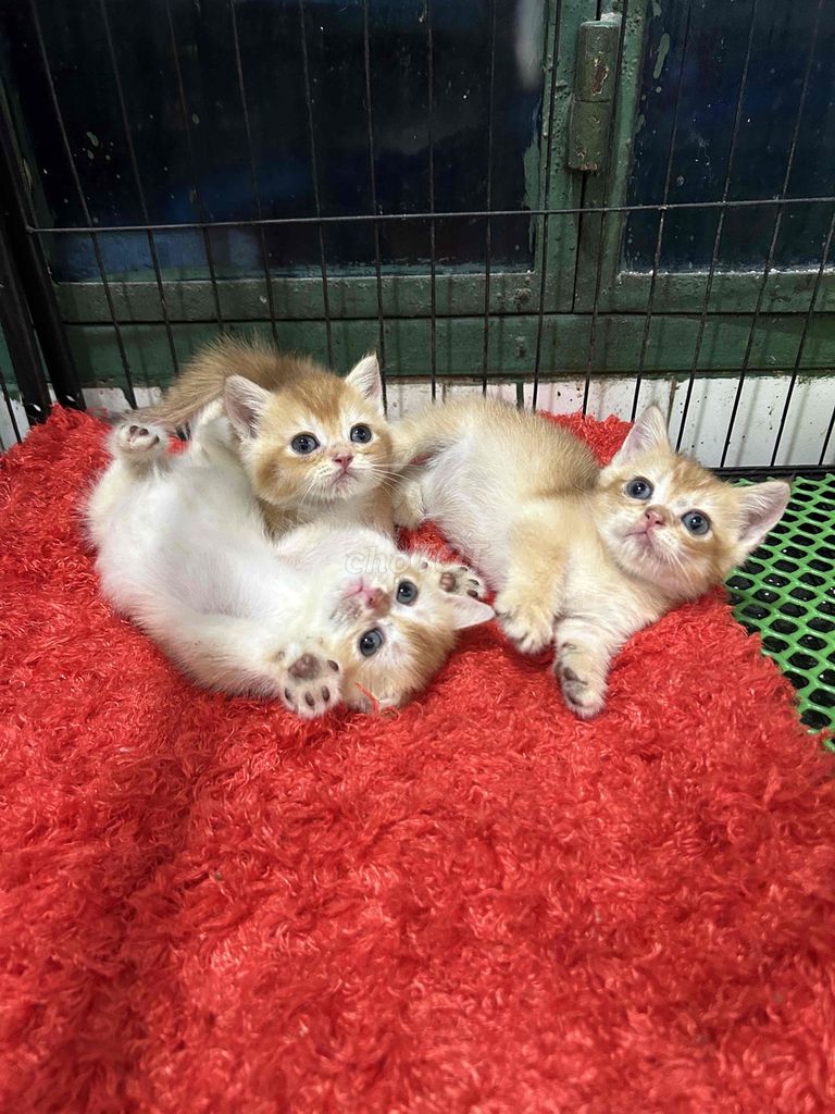 Còn em golden ny12 cái cuối thôi nè. Mua bán Mèo tại Quận 11 Tp Hồ Chí Minh được đăng bởi Ngọc Ngọc Meow hình 2