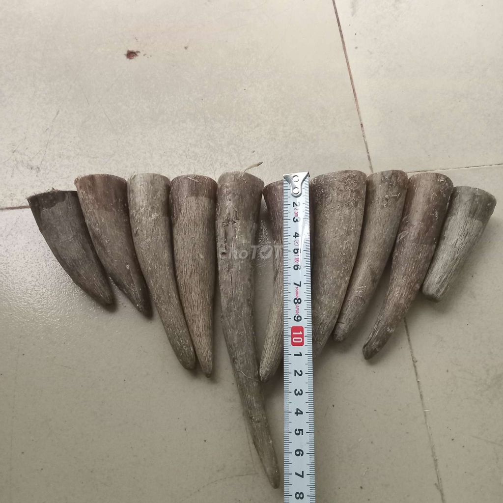 10 chóp sừng bò phi trắng 