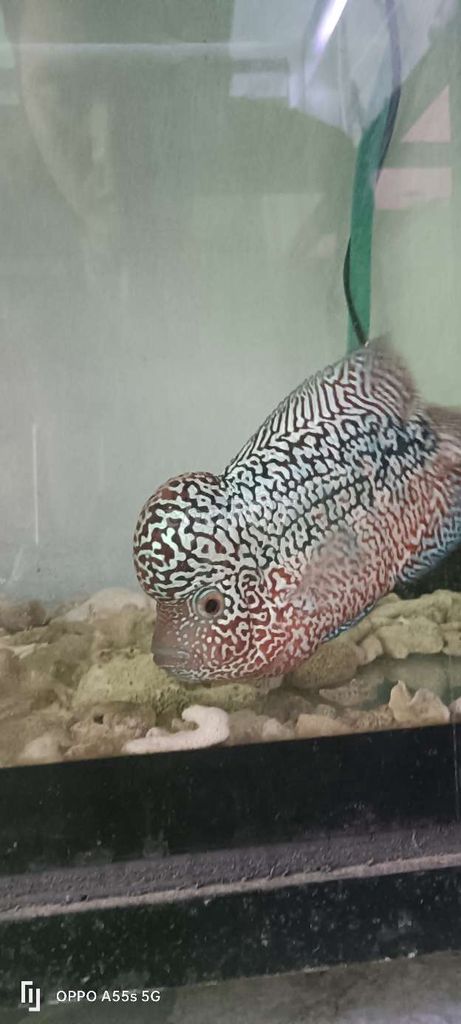 Cá la Hán Kamfa F2 3 ngón châu full mặt . Mua bán Thú cưng khác tại Huyện Nhà Bè Tp Hồ Chí Minh được đăng bởi minh trung hình 1
