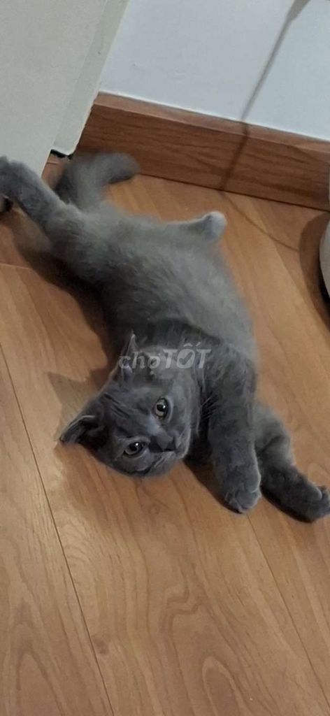 Mèo chân lùn tai cụp màu xám. Mua bán Mèo tại Quận 8 Tp Hồ Chí Minh được đăng bởi Tan Ai Lan hình 1