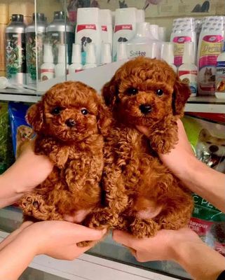 Chó Poodle thân thiện thông minh