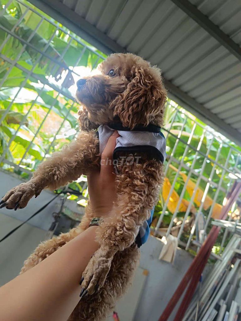 Nhận Phối Giống Poodle. Mua bán Chó tại Huyện Củ Chi Tp Hồ Chí Minh được đăng bởi Yaa Phong hình 1