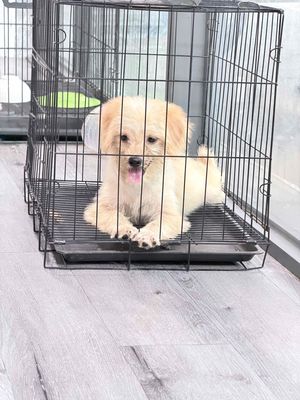 Chó Poodle lai Nhật Vàng kem