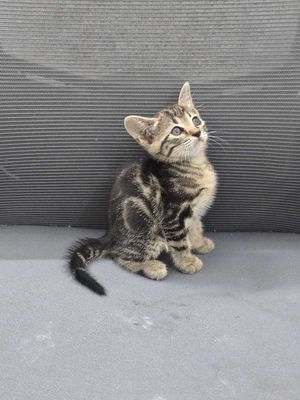Bé mèo anh văn dưa. Mua bán Mèo tại Quận Đống Đa Hà Nội được đăng bởi Văn Cường