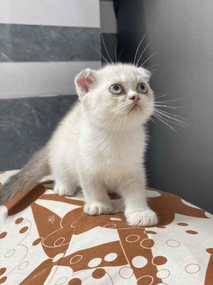 Mèo Tai cụp Trắng