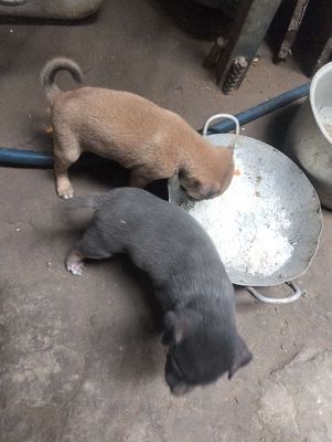 Chó Poodle Nâu Đen Đực Cái