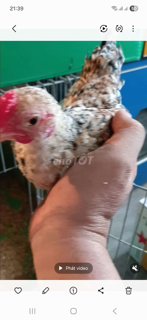 Thanh lý trống cú vàng cộc. Mua bán Gà tại Quận Bình Tân Tp Hồ Chí Minh được đăng bởi vòong a sáng hình 2