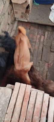 Chó con màu Nâu Đen