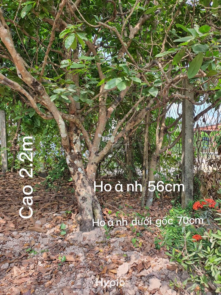 🌼 Cần bán nhanh 2 cây mai kiểng trước nhà cây đẹp. Mua bán Cây cảnh, đồ trang trí tại Huyện Hòa Thành Tây Ninh được đăng bởi Bui Trong Nghia hình 1