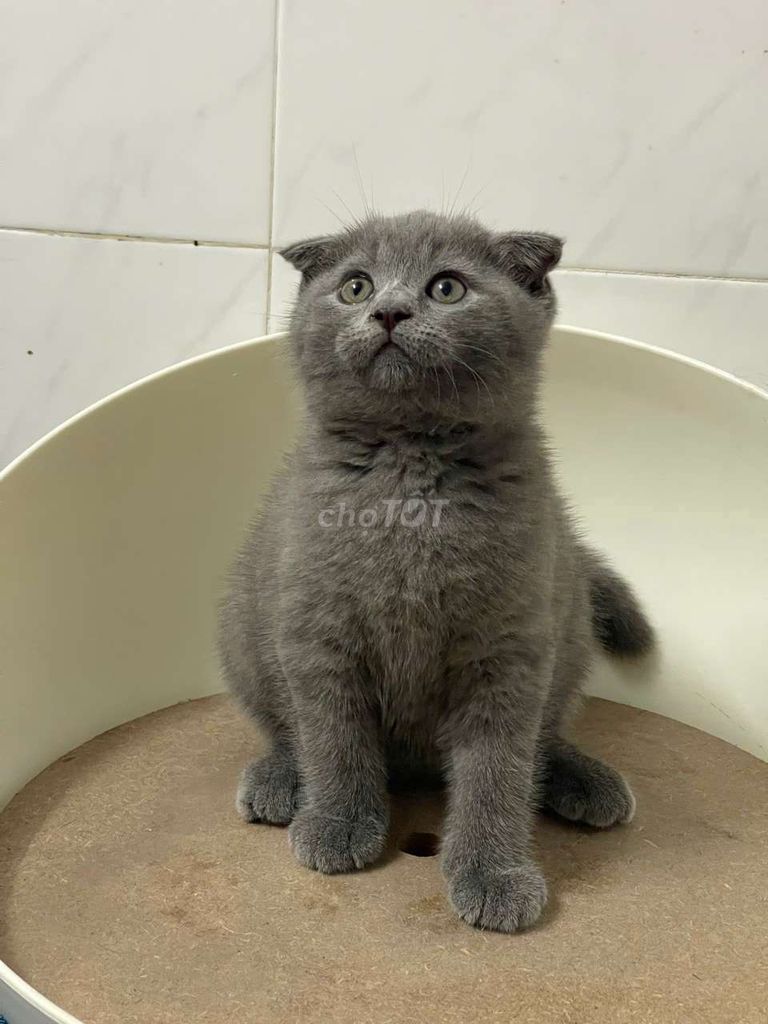 Mèo Scottish Fold Xám Đực. Mua bán Mèo tại Quận 8 Tp Hồ Chí Minh được đăng bởi Nguyễn thị thanh thủy hình 1