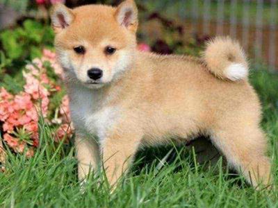 chó  shiba thuần chủng đã tiêm ngừa và xổ giun