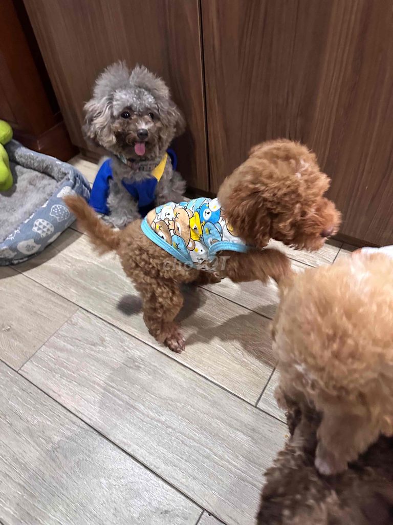Chó Poodle chân lùn mõm ngắn. Mua bán Chó tại Thành phố Bà Rịa Bà Rịa - Vũng Tàu được đăng bởi Bao Tran hình 1