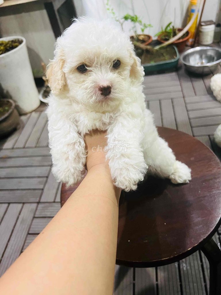 Nhà mih có đàn chó Poodle.được 45 ngày tuổi