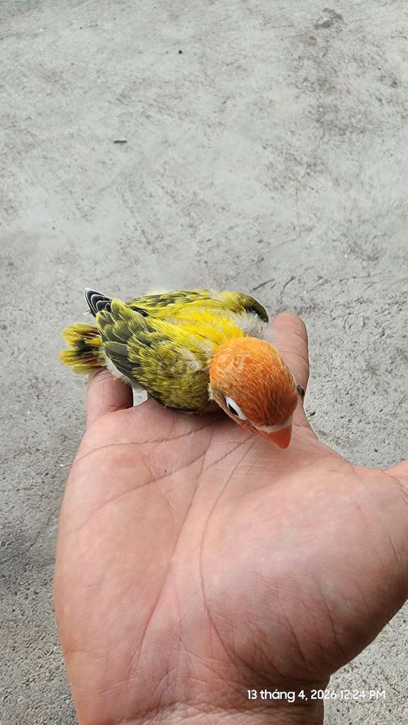 Chim Lovebird Khỏe mạnh. Mua bán Chim tại Thành phố Vinh Nghệ An được đăng bởi Nam Vo hình 1