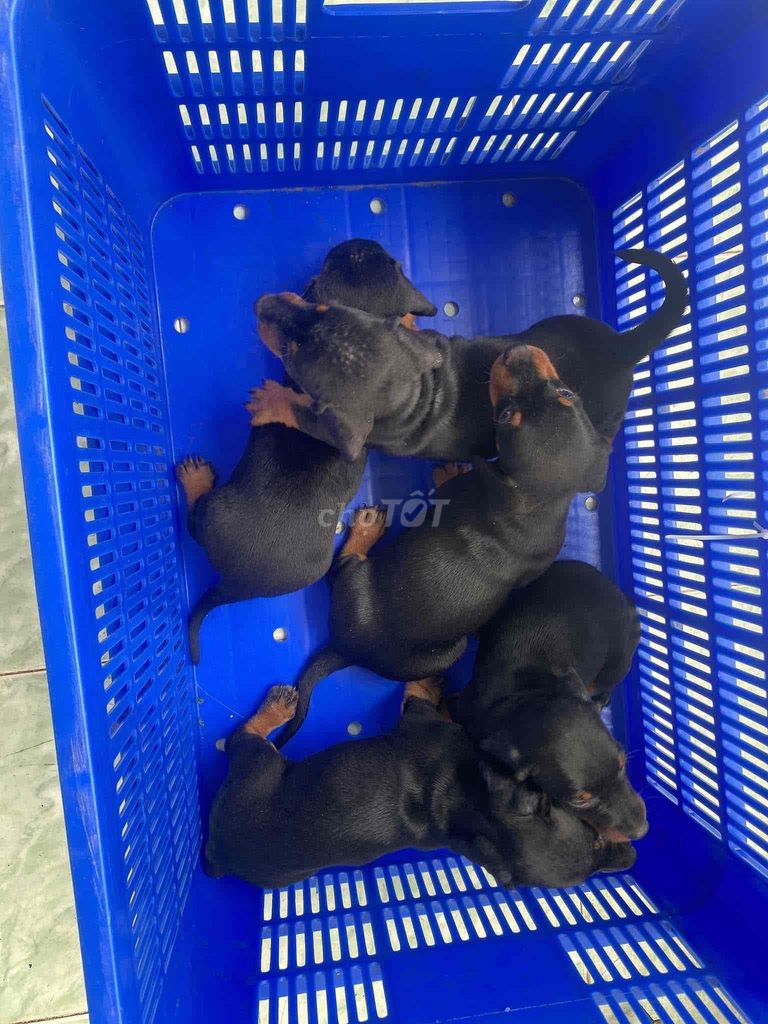 Chó Lạp Xưởng - Xúc Xích. Mua bán Chó tại Quận 10 Tp Hồ Chí Minh được đăng bởi Py Nguyễn hình 1