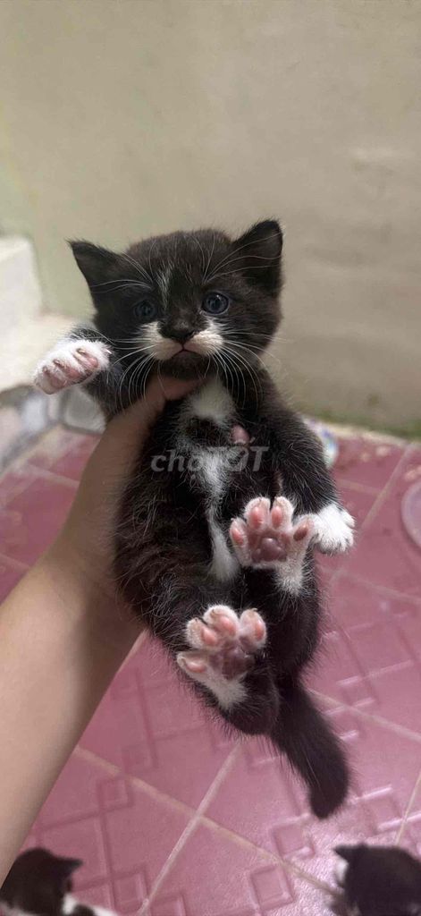 bán bầy mèo 3 con đực 2 dài 1 lùn. Mua bán Mèo tại Quận 5 Tp Hồ Chí Minh được đăng bởi Huỳnh hình 1