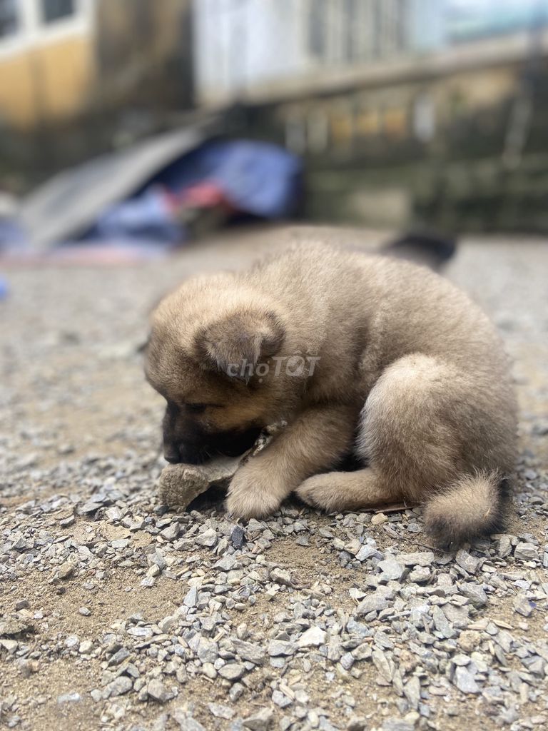 Chó lai xù giữ nhà, nuôi cảnh. Mua bán Chó tại Huyện Hòa Vang Đà Nẵng được đăng bởi Văn Hải hình 2